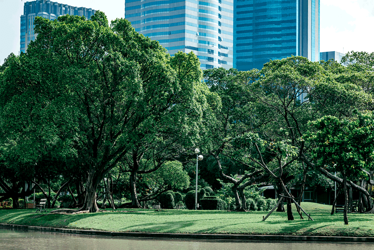 Park Benjakitti w Bangkoku z kładkami nad mokradłami